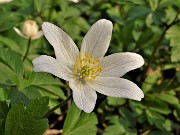 08 Anemone dei boschi (Anemonoides nemorosa) protagonista dei sentieri fioriti sopra casa